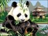Panda-bamb