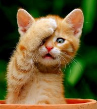 Miaouh